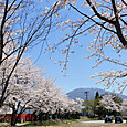 Sakura2024_3